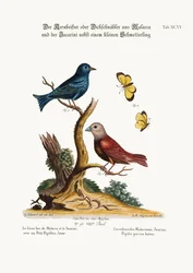 Le Gros-bec de Malacca, le Jacarini et le petit papillon jaune, 1749-73